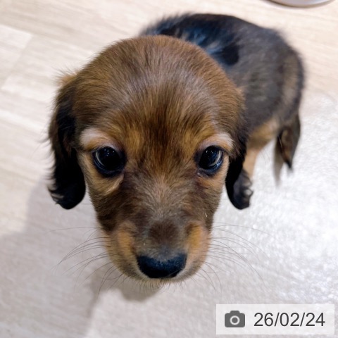 ミニチュア・ダックスフンドの写真