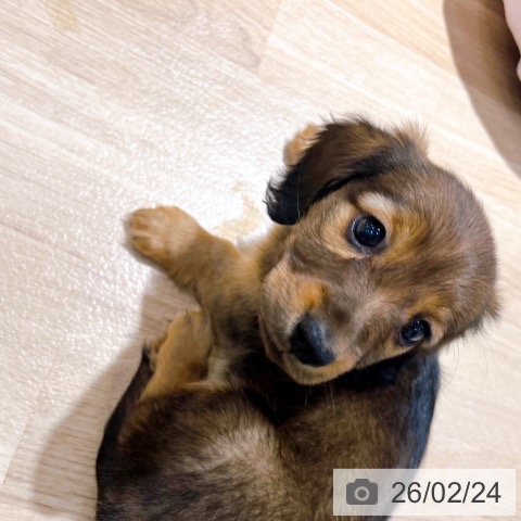 ミニチュア・ダックスフンドの写真