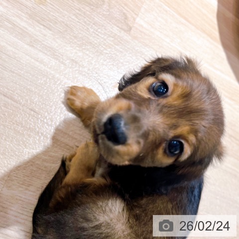 ミニチュア・ダックスフンドの写真