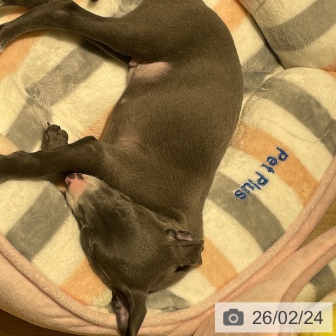 兵庫県のイタリアングレーハウンド (ペットプラス 神戸三宮店/2025年12月25日生まれ/男の子/ブルーホワイト)の子犬の3枚目の画像