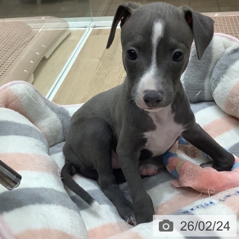 イタリアン・グレーハウンドの写真