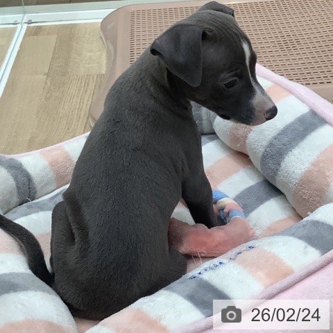 イタリアン・グレーハウンドの写真