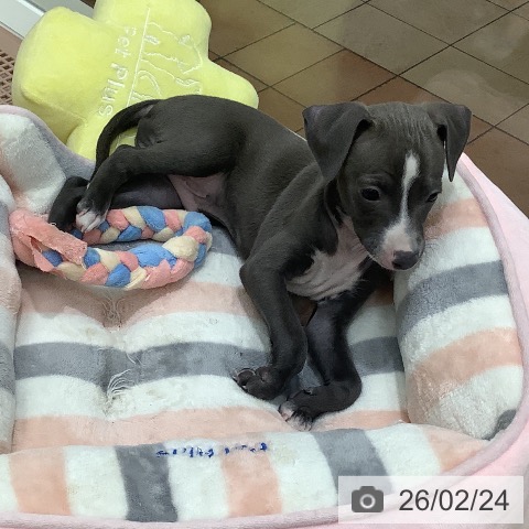 イタリアン・グレーハウンドの写真