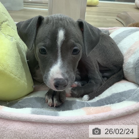 イタリアン・グレーハウンドの写真