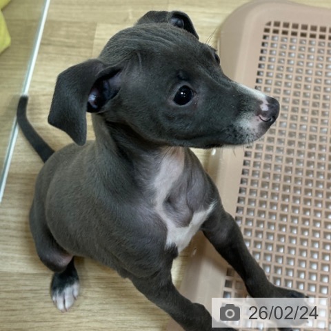 京都府のイタリアングレーハウンド (ペットプラス イオンモールKYOTO店/2025年12月25日生まれ/男の子/ブルーホワイト)の子犬の4枚目の画像