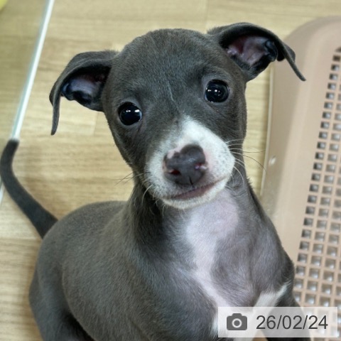 京都府のイタリアングレーハウンド (ペットプラス イオンモールKYOTO店/2025年12月25日生まれ/男の子/ブルーホワイト)の子犬の3枚目の画像