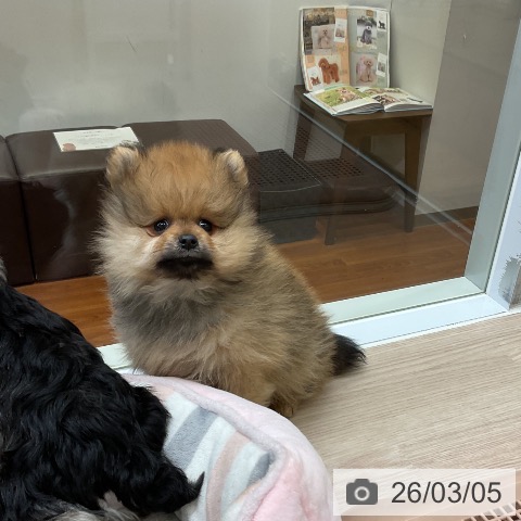 大阪府のポメラニアン (ペットプラス ららぽーと和泉店/2025年12月24日生まれ/男の子/オレンジ)の子犬の4枚目の画像