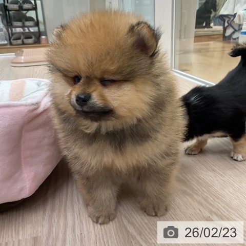 大阪府のポメラニアン (ペットプラス ららぽーと和泉店/2025年12月24日生まれ/男の子/オレンジ)の子犬の4枚目の画像