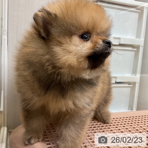 大阪府のポメラニアン (ペットプラス ららぽーと和泉店/2025年12月24日生まれ/男の子/オレンジ)の子犬の3枚目の画像