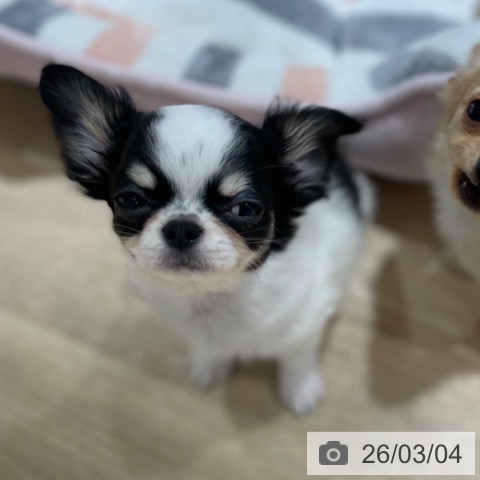 兵庫県のチワワ(ロング) (ペットプラス 神戸三宮店/2025年12月23日生まれ/男の子/ブラックタンホワイト)の子犬の4枚目の画像