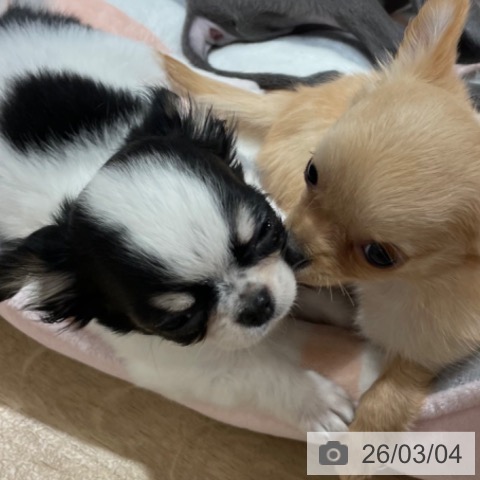 兵庫県のチワワ(ロング) (ペットプラス 神戸三宮店/2025年12月23日生まれ/男の子/ブラックタンホワイト)の子犬の3枚目の画像