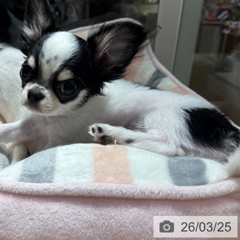 兵庫県のチワワ(ロング) (ペットプラス 神戸三宮店/2025年12月23日生まれ/男の子/ブラックタンホワイト)の子犬の3枚目の画像