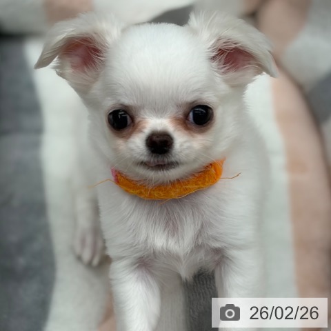 京都府のチワワ(ロング) (ペットプラス 京都桂川店/2025年12月23日生まれ/女の子/ホワイトクリーム)の子犬の3枚目の画像