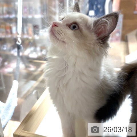 兵庫県のラグドール (ペットプラス 神戸三宮店/2025年12月16日生まれ/男の子/ブルーポイントバイカラー)の子猫の3枚目の画像