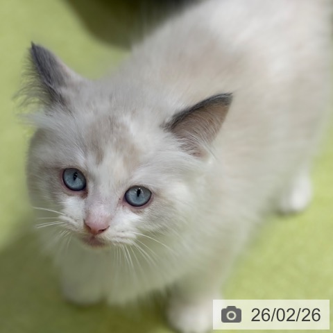 ラグドールの写真