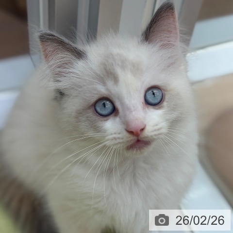 ラグドールの写真