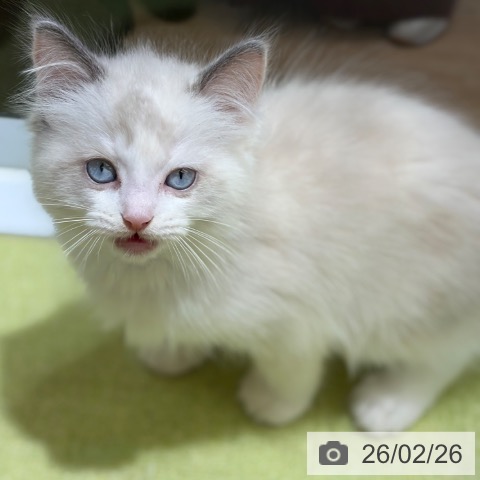 ラグドールの写真