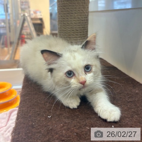 ラグドールの写真