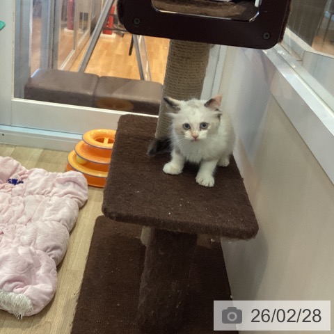 ラグドールの写真