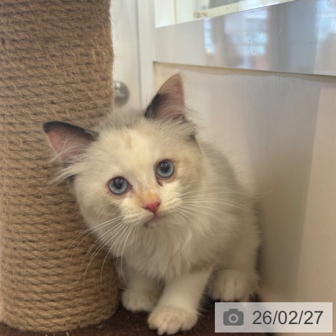 ラグドールの写真