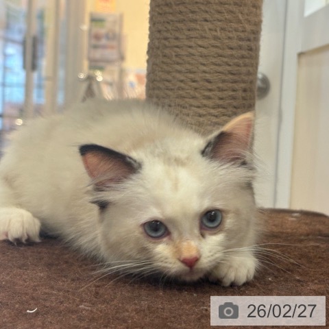 ラグドールの写真