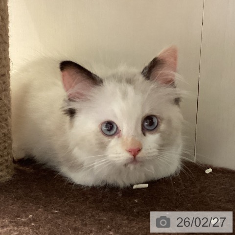 ラグドールの写真