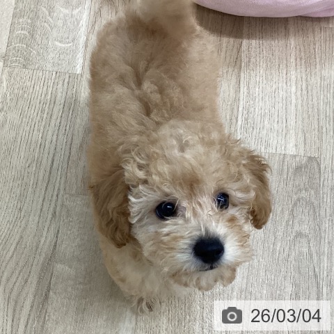 新潟県のトイプードル(トイ) (ペットプラス 新潟南店/2025年12月24日生まれ/男の子/オレンジフォーン)の子犬の4枚目の画像