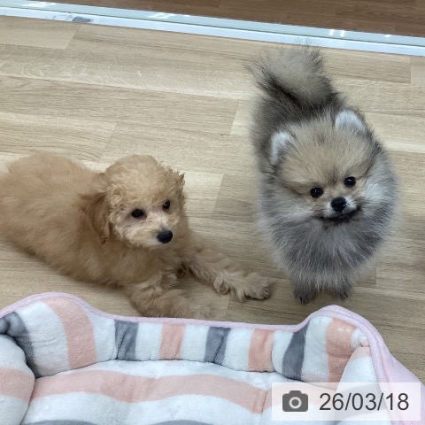 新潟県のトイプードル(トイ) (ペットプラス 新潟南店/2025年12月24日生まれ/男の子/オレンジフォーン)の子犬の3枚目の画像