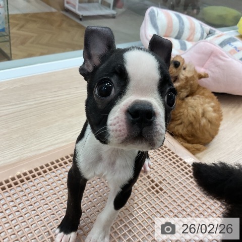 大阪府のボストンテリア (ペットプラス ららぽーと和泉店/2025年12月19日生まれ/女の子/ボストンカラー)の子犬の3枚目の画像