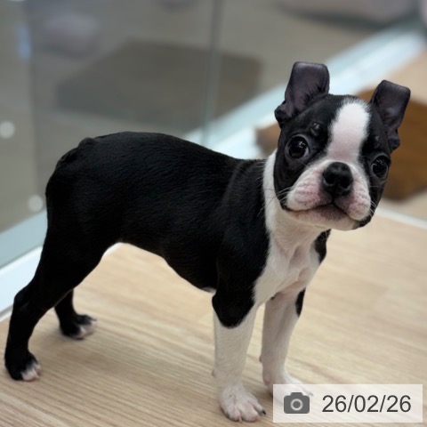 京都府のボストンテリア (ペットプラス 京都桂川店/2025年12月19日生まれ/女の子/ボストンカラー)の子犬の4枚目の画像