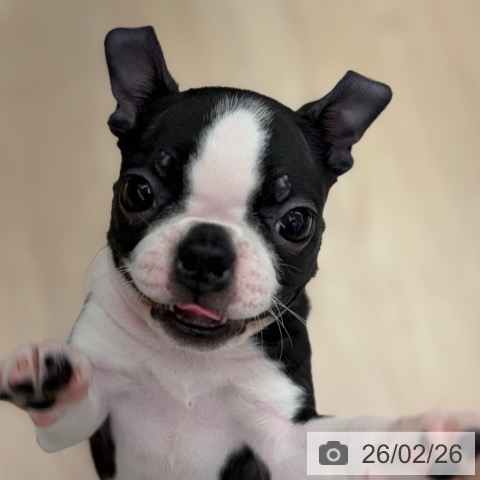 京都府のボストンテリア (ペットプラス 京都桂川店/2025年12月19日生まれ/女の子/ボストンカラー)の子犬の3枚目の画像