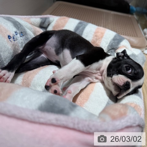 兵庫県のボストンテリア (ペットプラス 神戸三宮店/2025年12月19日生まれ/女の子/ボストンカラー)の子犬の4枚目の画像