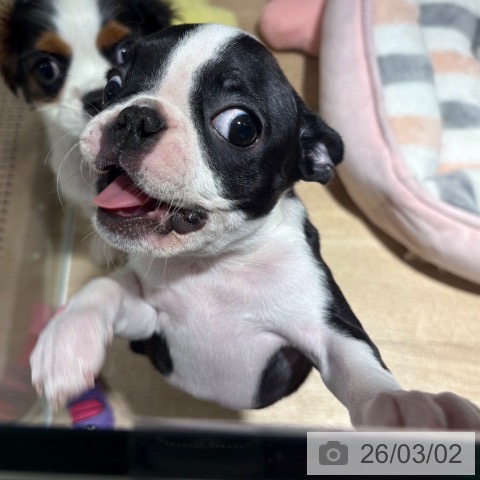 兵庫県のボストンテリア (ペットプラス 神戸三宮店/2025年12月19日生まれ/女の子/ボストンカラー)の子犬の3枚目の画像