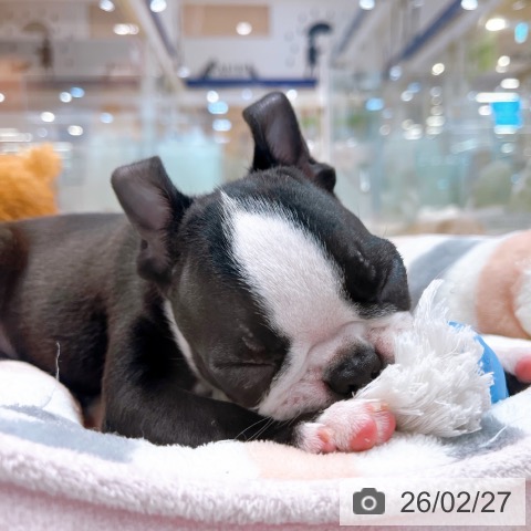 ボストン・テリアの写真