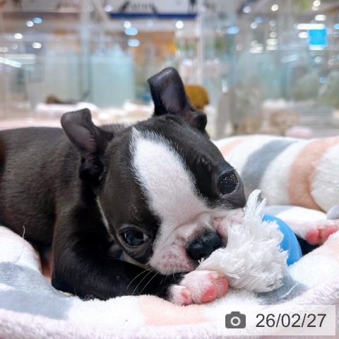 ボストン・テリアの写真