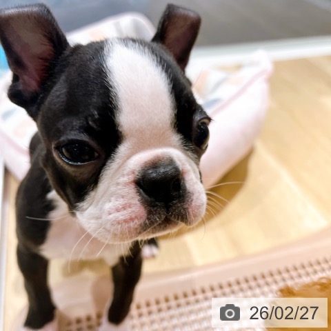 ボストン・テリアの写真