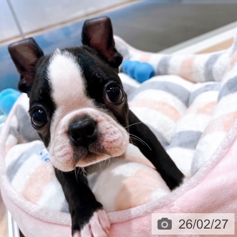 ボストン・テリアの写真