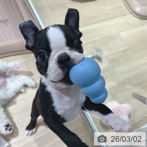 大阪府のボストンテリア (ペットプラス イオン大日店/2025年12月19日生まれ/女の子/ボストンカラー)の子犬の4枚目の画像