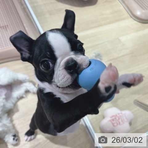 大阪府のボストンテリア (ペットプラス イオン大日店/2025年12月19日生まれ/女の子/ボストンカラー)の子犬の3枚目の画像