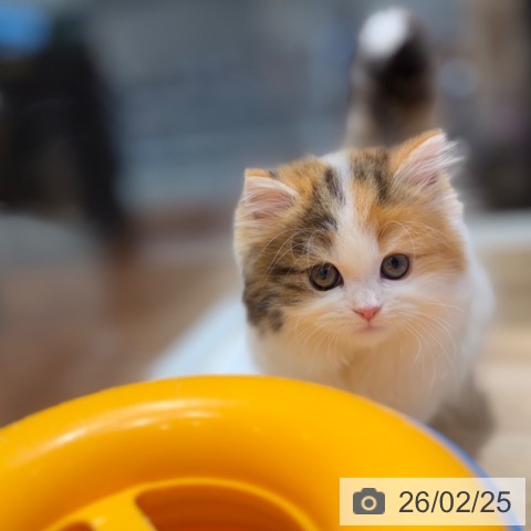 ミヌエットの写真