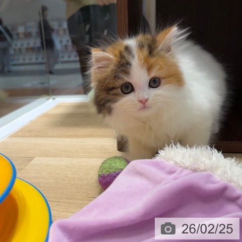 ミヌエットの写真