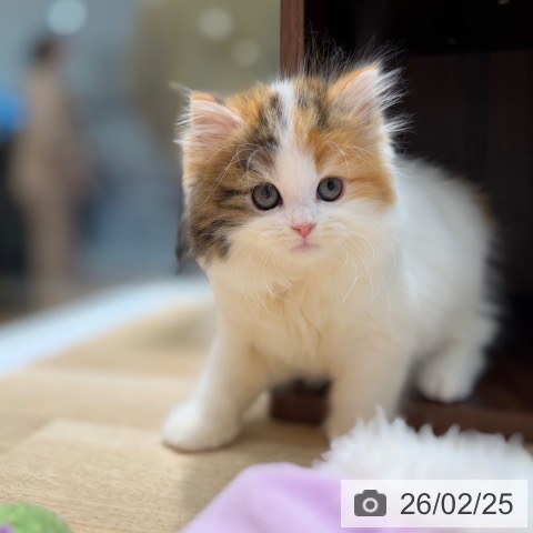 ミヌエットの写真