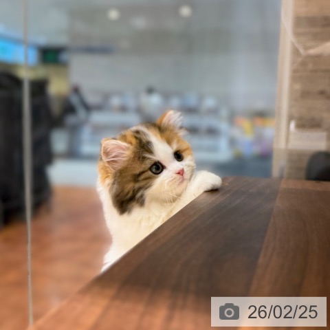 ミヌエットの写真