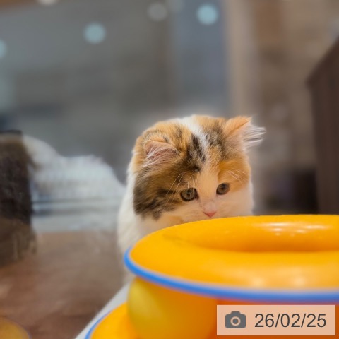 ミヌエットの写真