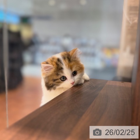 ミヌエットの写真