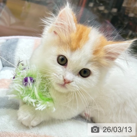 京都府のマンチカン (ペットプラス 京都桂川店/2025年12月24日生まれ/男の子/レッドタビーホワイト)の子猫の4枚目の画像