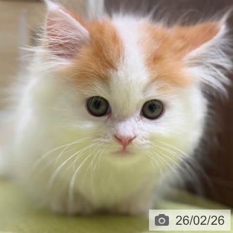 京都府のマンチカン (ペットプラス 京都桂川店/2025年12月24日生まれ/男の子/レッドタビーホワイト)の子猫の3枚目の画像
