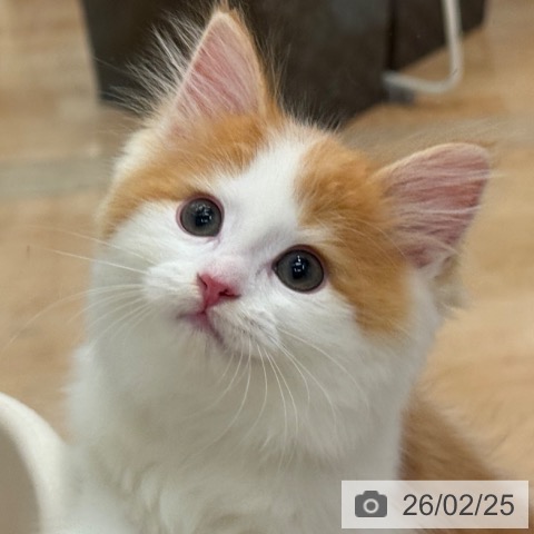 マンチカンの写真