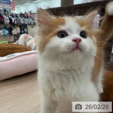 マンチカンの写真