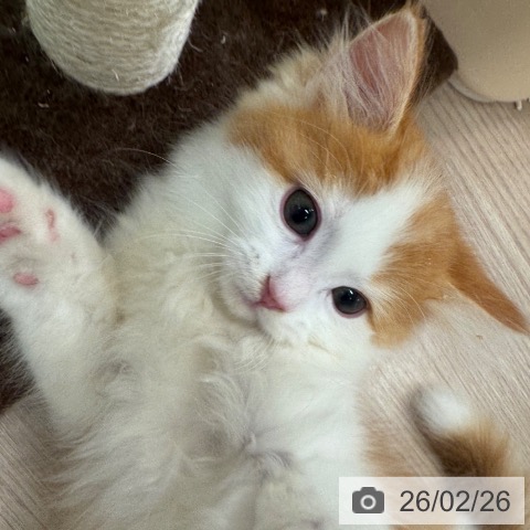 マンチカンの写真